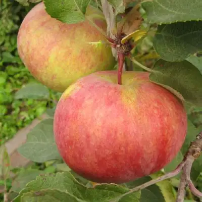 Яблоня ПЕРВОУРАЛЬСКОЕ в Дзержинске