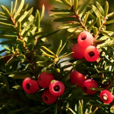 Тис ЭЛЕГАНТИССИМА ягодный в Дзержинске