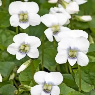 Фиалка АЛЬБИФЛОРА сестринская в Дзержинске