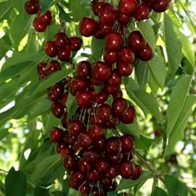 Черешня ХЕЛЕНА колоновидная в Дзержинске