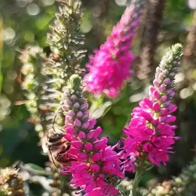 Вероника РОЗЕА колосковая в Дзержинске