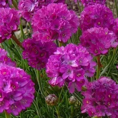 Армерия МОНИНГ СТАР ДИП РОУЗ в Дзержинске