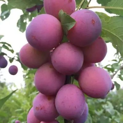 Слива ИМПЕРИАЛ колонновидная в Дзержинске