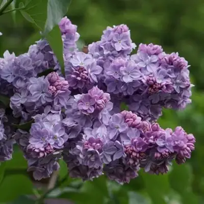 Сирень КАТЕРИНА ХАВЕМЕЙЕР в Дзержинске