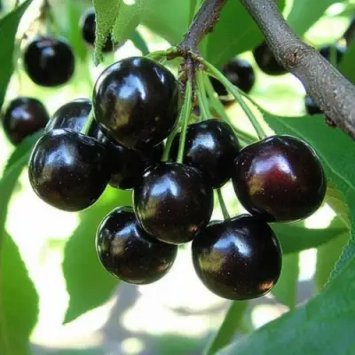 Вишня РОССОШАНСКАЯ ЧЕРНАЯ в Дзержинске