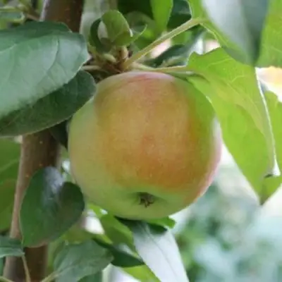 Яблоня ПОДСНЕЖНИК стелющаяся в Дзержинске