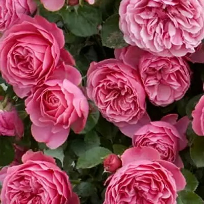 Роза ЛЕОНАРДО ДА ВИНЧИ флорибунда в Дзержинске