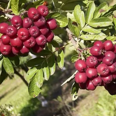 Рябина БУРКА сладкоплодная в Дзержинске