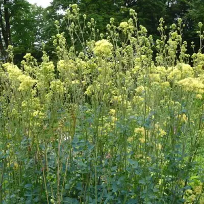 Василистник ГЛАУКУМ желтый в Дзержинске