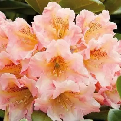 Рододендрон ФЛАУТАНДО в Дзержинске