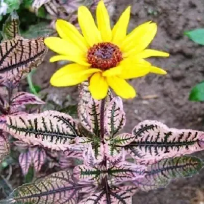 Гелиопсис САММЕР ПИНК в Дзержинске