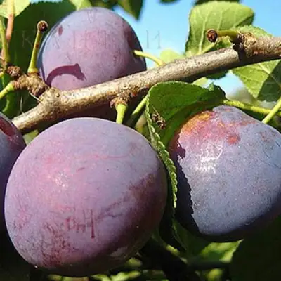 Слива СТАРТОВАЯ в Дзержинске