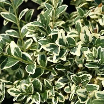 Бирючина ВАРИЕГАТУМ овальнолистная в Дзержинске