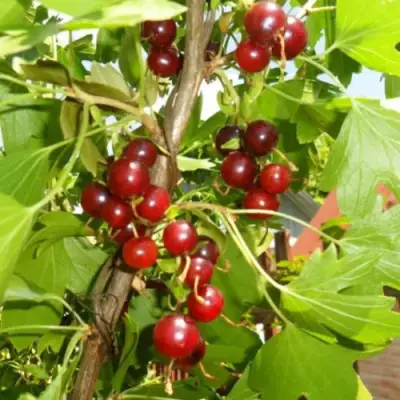 Смородина золотистая ВИШНЕВАЯ в Дзержинске