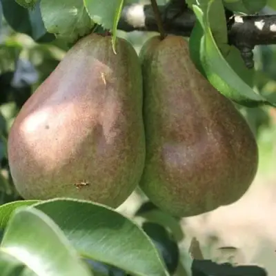 Груша БРЯНСКАЯ КРАСАВИЦА в Дзержинске