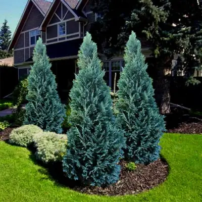 Кипарисовик ВАН ПЕЛЬТС БЛЮ лавсона в Дзержинске