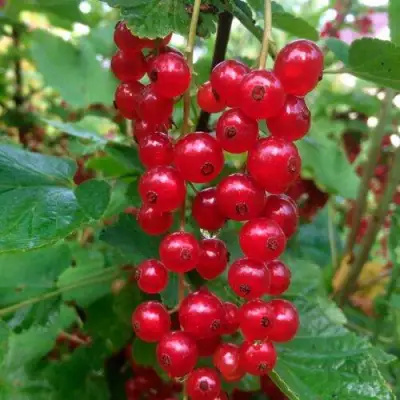 Смородина красная КОНСТАНТИНОВСКАЯ в Дзержинске