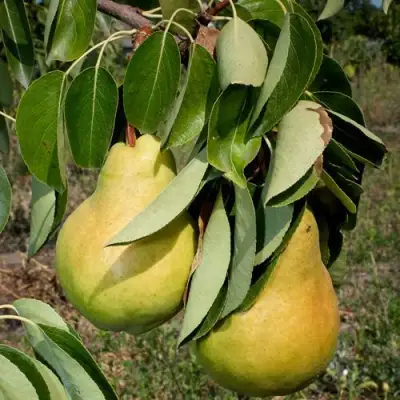 Груша ДЮШЕС ЛЕТНИЙ в Дзержинске