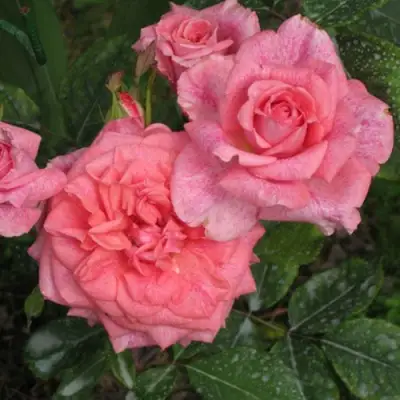 Роза ПЬЕР КАРДЕН чайно-гибридная в Дзержинске