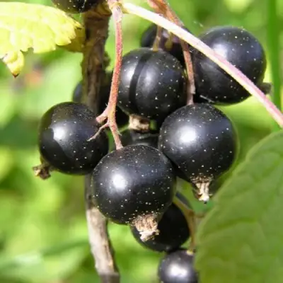 Смородина чёрная ПАМЯТЬ ВАВИЛОВА в Дзержинске