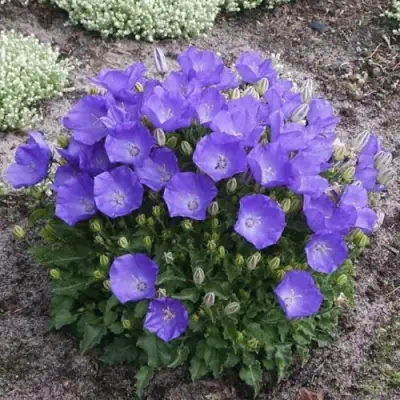 Колокольчик САНТА карпатский в Дзержинске