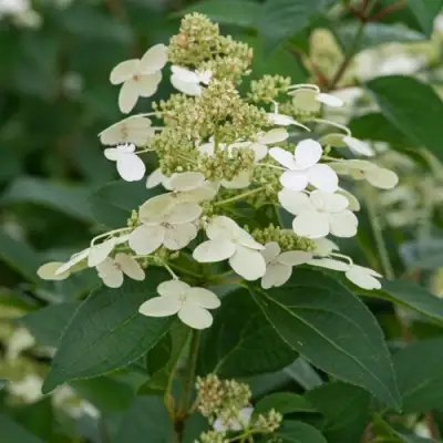 Гортензия ПРИМ ВАЙТ метельчатая в Дзержинске