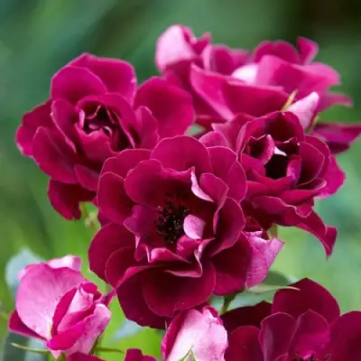 Роза БУРГУНДИ АЙС флорибунда в Дзержинске