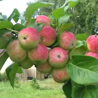 Яблоня ГРУШОВКА МОСКОВСКАЯ в Дзержинске