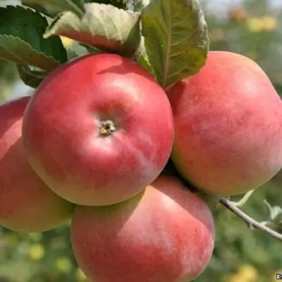Яблоня ВЭМ-РОЗОВЫЙ в Дзержинске
