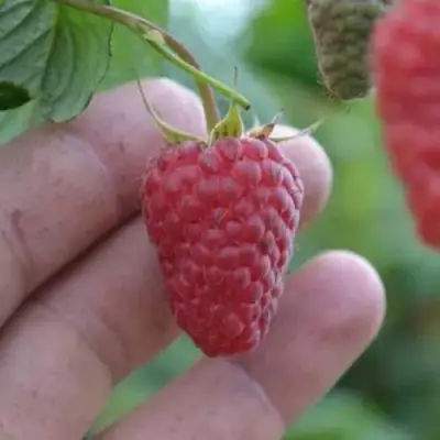 Малина КОРПИКО в Дзержинске