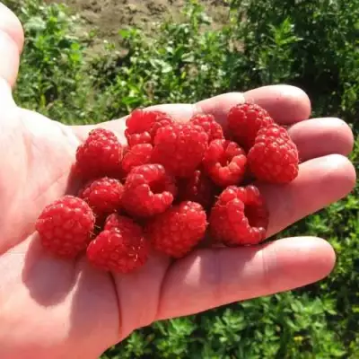 Малина БАЛЬЗАМ в Дзержинске