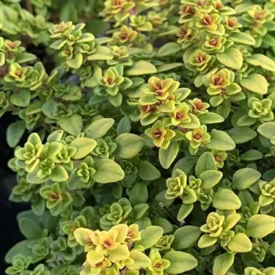 Тимьян АРЧЕРЗ ГОЛД в Дзержинске