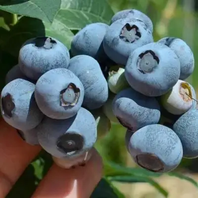 Голубика СИЕРРА в Дзержинске