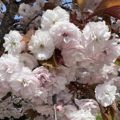 Сакура ШИРОФУГЕН в Дзержинске