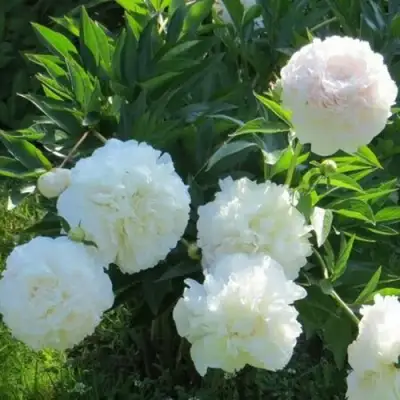 Пион МУН ОВЕР БАРРИНГТОН травянистый в Дзержинске