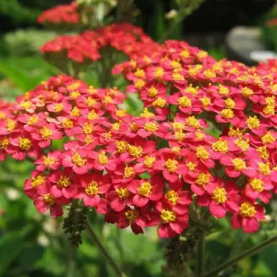 Тысячелистник ПАПРИКА обыкновенный в Дзержинске