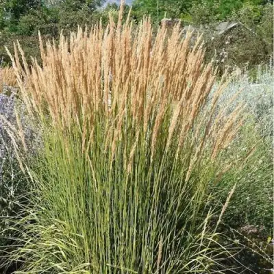 Вейник АВАЛАНШ остроцветковый в Дзержинске