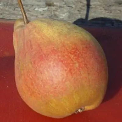 Груша ТАТЬЯНА в Дзержинске