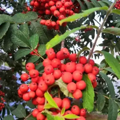 Рябина НЕВЕЖИНСКАЯ сладкоплодная в Дзержинске