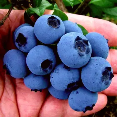 Голубика РЕКА в Дзержинске