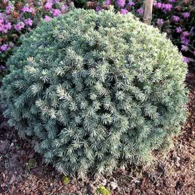 Ель ЭХИНИФОРМИС сизая в Дзержинске