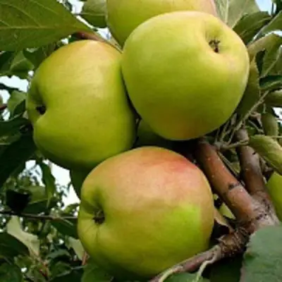 Яблоня БРАТ ЧУДНОГО стелющаяся в Дзержинске