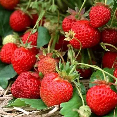 Клубника САН АНДРЕАС ремонтантная в Дзержинске