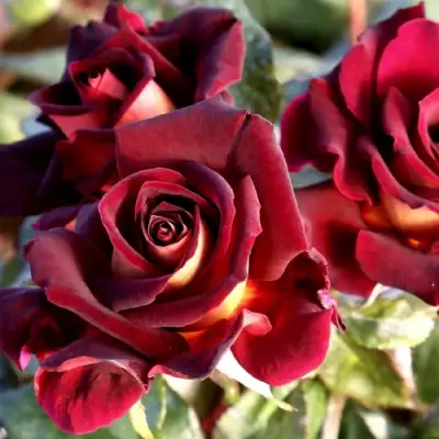 Роза ЭДДИ МИТЧЕЛЛ чайно-гибридная в Дзержинске