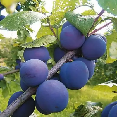 Слива КРОМАНЬ в Дзержинске