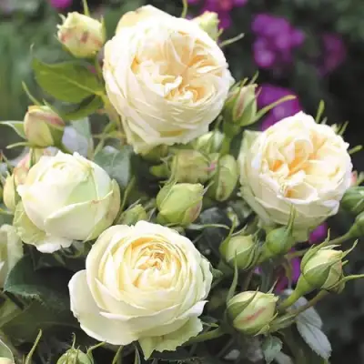 Роза ВЕНДИНГ ПИАНО чайно-гибридная в Дзержинске