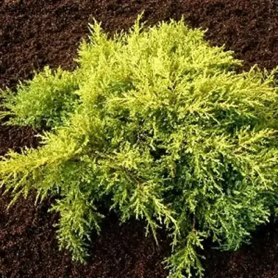Можжевельник МОРДИГАН ГОЛД средний в Дзержинске