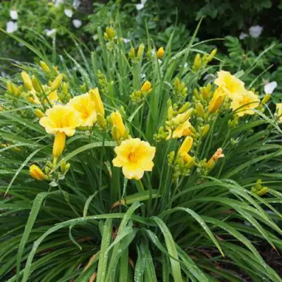 Лилейник СТЕЛЛА ДЕ ОРО гибридный в Дзержинске