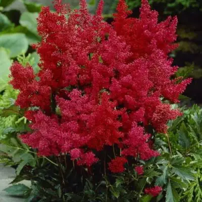 Астильба ГРАНАТ Арендса в Дзержинске