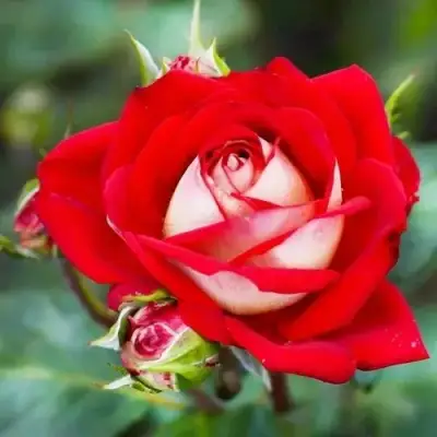 Роза АЛЬЯНС чайно-гибридная в Дзержинске